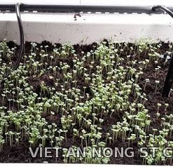 Béc phun mưa có que cắm cho rau