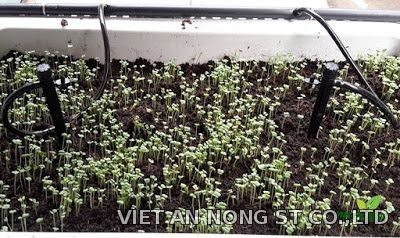 Béc phun mưa có que cắm cho rau Béc phun mưa có que cắm cho rau