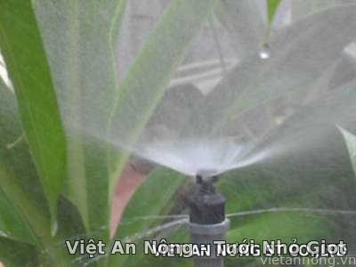 bec-phun-suong-bo-uc-tuoi-goc-tuoi-tren-tan bec phun suong bo uc tuoi goc tuoi tren tan