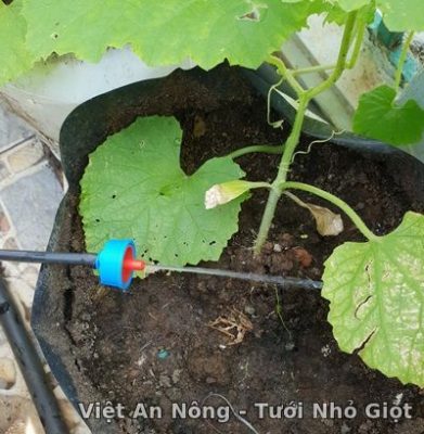 Vòi tưới nhỏ giọt bù áp 16 lít trên giờ , tưới cho cây trồng bịch