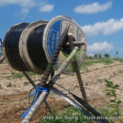 Tuoi khoai lang bang day nho giot NamKyung Han Quoc Binh Dinh 4