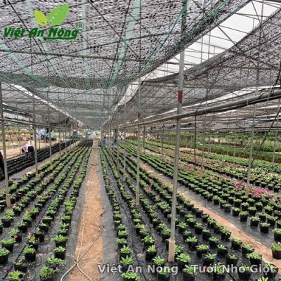 Tuoi nho giot cho cay hoa chau nha kinh o Hung Yen 4