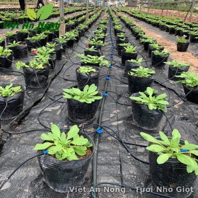 Tuoi nho giot cho cay hoa chau nha kinh o Hung Yen 5