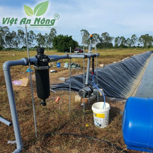 Béc bù áp AQ206PC tưới gốc cây ổi ở Quảng Ngãi 2 Tuoi oi Dai Loan bang bec AQ206PC 39lph tai Quang Ngai 2