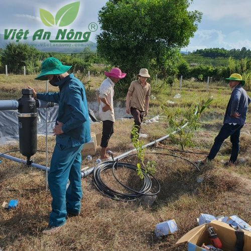 Béc bù áp AQ206PC tưới gốc cây ổi ở Quảng Ngãi 12 Tuoi oi Dai Loan bang bec AQ206PC 39lph tai Quang Ngai 3
