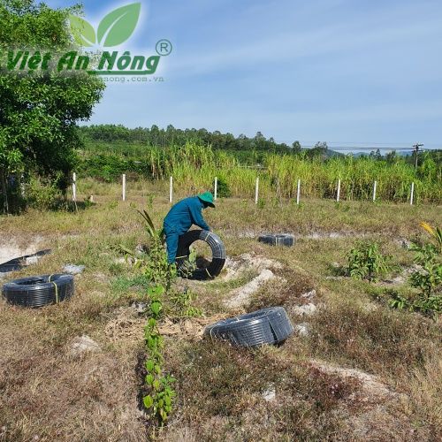 Béc bù áp AQ206PC tưới gốc cây ổi ở Quảng Ngãi 11 Tuoi oi Dai Loan bang bec AQ206PC 39lph tai Quang Ngai 4