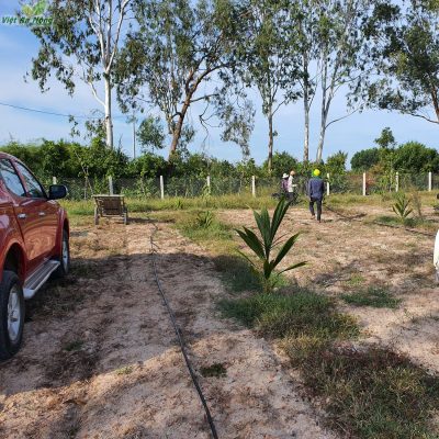 Tuoi oi Dai Loan bang bec AQ206PC 39lph tai Quang Ngai 5