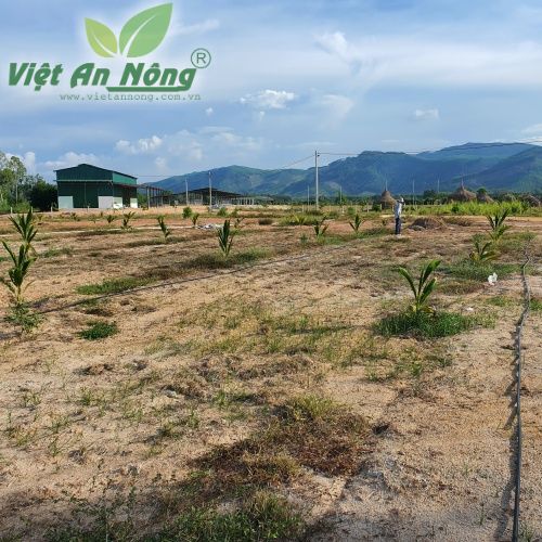 Béc bù áp AQ206PC tưới gốc cây ổi ở Quảng Ngãi 5 Tuoi oi Dai Loan bang bec AQ206PC 39lph tai Quang Ngai 6