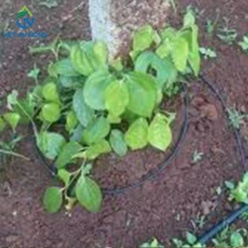 day-nho-giot-quan-goc-2 day nho giot quan goc 2