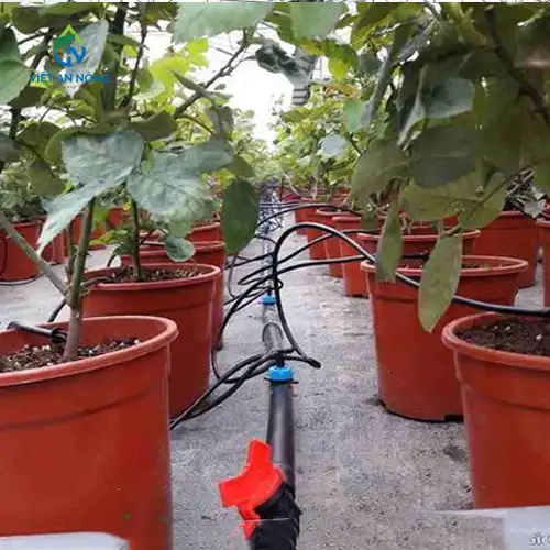 Tưới nhỏ giọt gốc hoa hồng bằng que cắm chia bốn ở Quảng Ninh