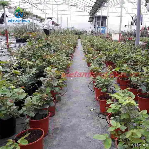 Tưới nhỏ giọt gốc hoa hồng bằng que cắm chia bốn ở Quảng Ninh