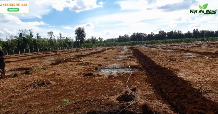 Huong dan lap dat tuoi bec bu ap AQ206PC cho cay mit va sau rieng