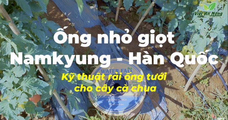 Ky thuat rai ong day nho giot Namkyung cho cay ca chua chuan nhat