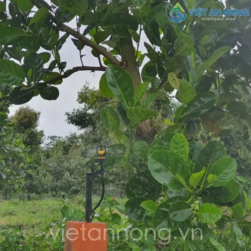 Tưới cây sầu riêng và mít bằng béc AQ206PC tại Đắc Lắc 2 Tưới cây sầu riêng và mít bằng béc AQ206PC tại Đắc Lắc