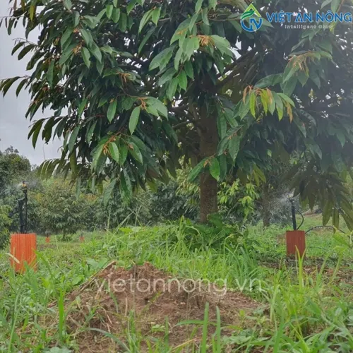 Tưới cây sầu riêng và mít bằng béc AQ206PC tại Đắc Lắc 1 Tưới cây sầu riêng và mít bằng béc AQ206PC tại Đắc Lắc