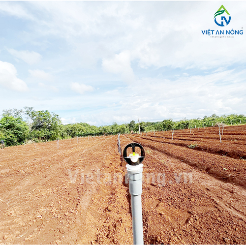 Tưới nha đam với Béc tưới Automat tỏa tròn kiểu bướm – AQ205 ( Đắk Lắk )