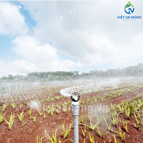 Tưới nha đam với Béc tưới Automat tỏa tròn kiểu bướm – AQ205 ( Đắk Lắk )