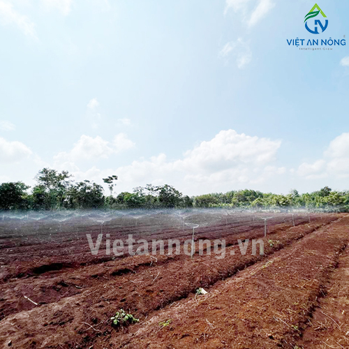 Tưới nha đam với Béc tưới Automat tỏa tròn kiểu bướm – AQ205 ( Đắk Lắk )