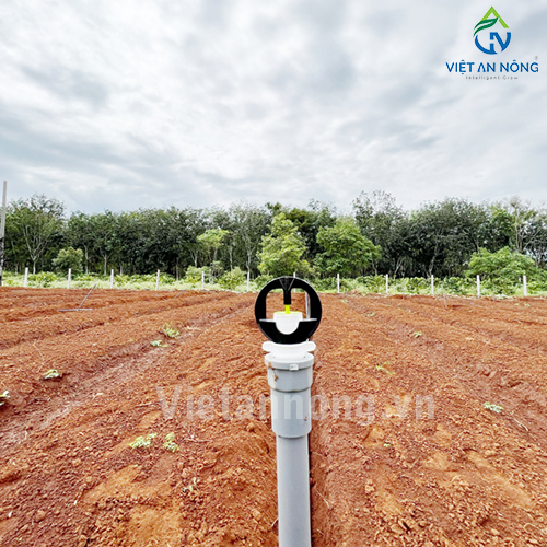 Tưới nha đam với Béc tưới Automat tỏa tròn kiểu bướm – AQ205 ( Đắk Lắk )