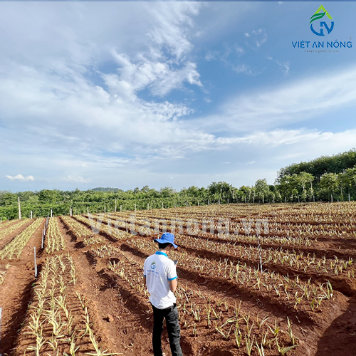 Tưới nha đam với Béc tưới Automat tỏa tròn kiểu bướm – AQ205 ( Đắk Lắk )