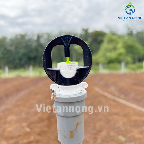 Tưới nha đam với Béc tưới Automat tỏa tròn kiểu bướm – AQ205 ( Đắk Lắk )