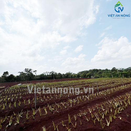 Tưới nha đam với Béc tưới Automat tỏa tròn kiểu bướm – AQ205 ( Đắk Lắk )