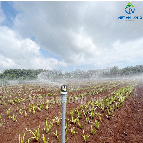 Tưới nha đam với Béc tưới Automat tỏa tròn kiểu bướm – AQ205 ( Đắk Lắk )