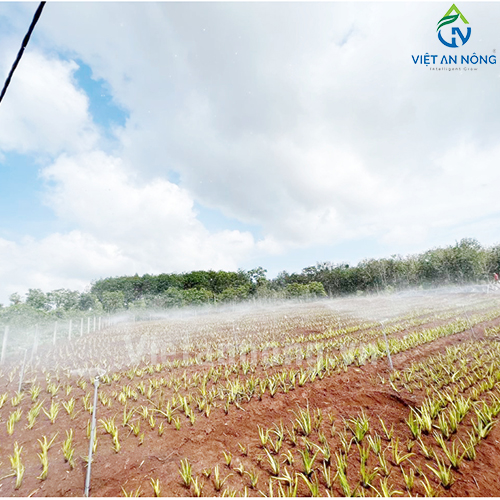 Tưới nha đam với Béc tưới Automat tỏa tròn kiểu bướm – AQ205 ( Đắk Lắk )