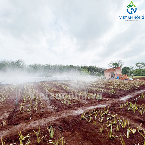 Tưới nha đam với Béc tưới Automat tỏa tròn kiểu bướm – AQ205 ( Đắk Lắk )