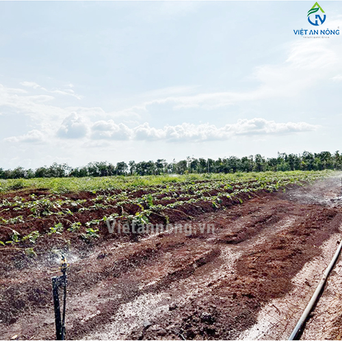 Tưới phun mưa 52ha sầu riêng cùng Béc bù áp AQ206PC 62 lít – Automat ( Đắk Lắk )