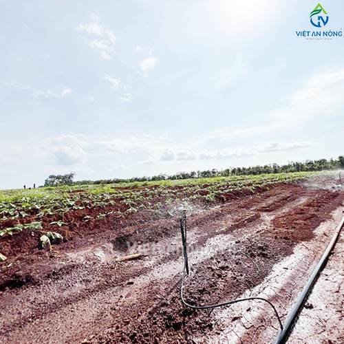 Tưới phun mưa 52ha sầu riêng cùng Béc bù áp AQ206PC 62 lít – Automat ( Đắk Lắk )