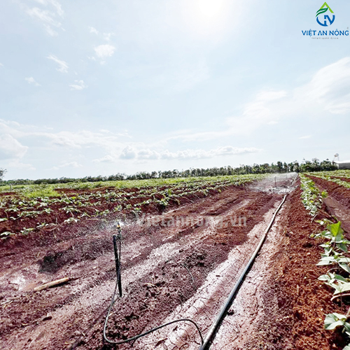 Tưới phun mưa 52ha sầu riêng cùng Béc bù áp AQ206PC 62 lít – Automat ( Đắk Lắk )