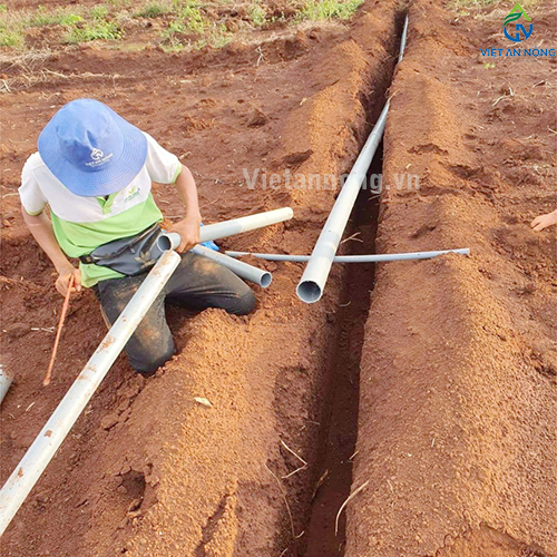 Tưới phun mưa 52ha sầu riêng cùng Béc bù áp AQ206PC 62 lít – Automat ( Đắk Lắk )