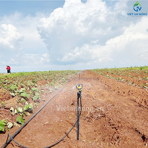 Tưới phun mưa 52ha sầu riêng cùng Béc bù áp AQ206PC 62 lít – Automat ( Đắk Lắk )