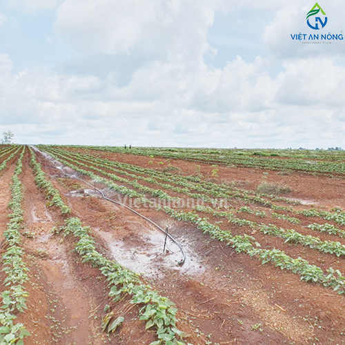 Tưới phun mưa 52ha sầu riêng cùng Béc bù áp AQ206PC 62 lít – Automat ( Đắk Lắk )