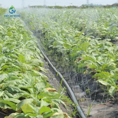 ung-dung-day-tuoi-phun-mua