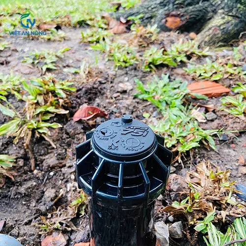  vòi pop - up RPS75i KRain - USA.