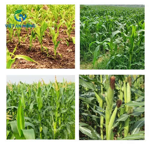 Tác Động Của Nhu Cầu Tưới Nước Cho Cây Bắp Trong Môi Trường Khô Hạn 2 cây bắp qua từng giai đoạn