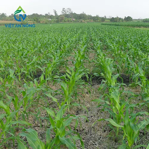 Tác Động Của Nhu Cầu Tưới Nước Cho Cây Bắp Trong Môi Trường Khô Hạn 1 cay bap