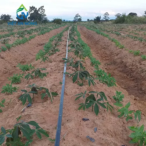 Kỹ Thuật Tưới Mì Tự Động 3 cay san 1