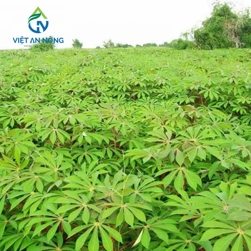 Kỹ Thuật Tưới Mì Tự Động 1 tưới mì tự động