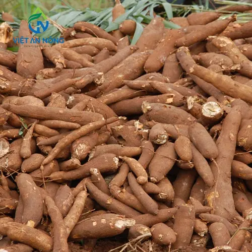 Kỹ Thuật Tưới Mì Tự Động 2 cay san 4