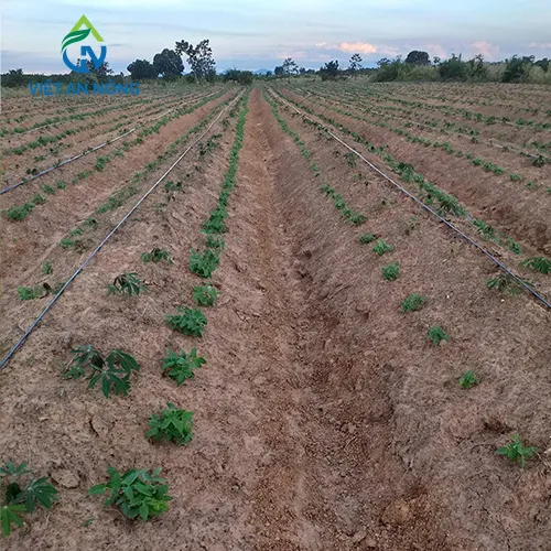 Kỹ Thuật Tưới Mì Tự Động 4 cay san