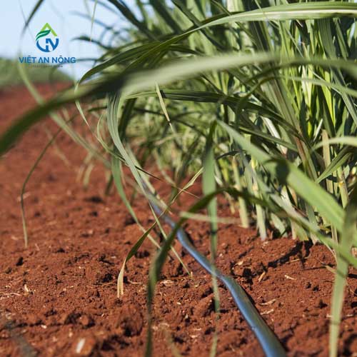 tưới nhỏ giọt dọc luống
