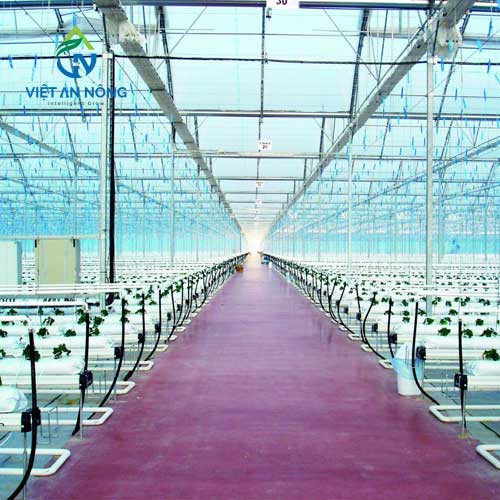 Tác Động Tích Cực Của Hệ Thống Phun Sương Đối Với Sự Phát Triển Của Cây Trồng 3 Hệ thống tưới phun sương