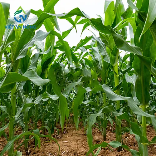Tác Động Của Nhu Cầu Tưới Nước Cho Cây Bắp Trong Môi Trường Khô Hạn 3 tuoi bap 5
