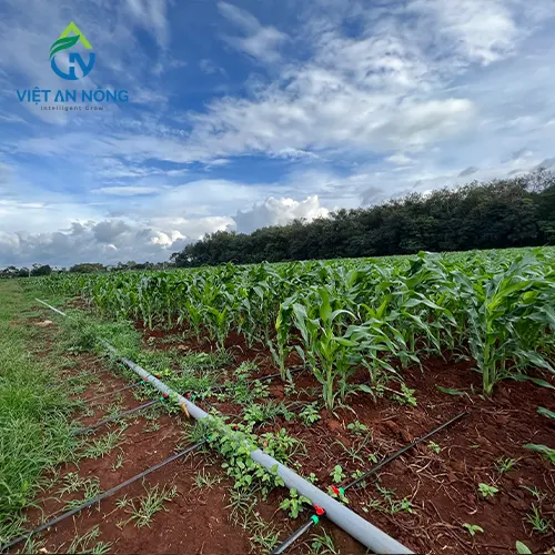 Tác Động Của Nhu Cầu Tưới Nước Cho Cây Bắp Trong Môi Trường Khô Hạn 4 tuoi bap tu dong 1