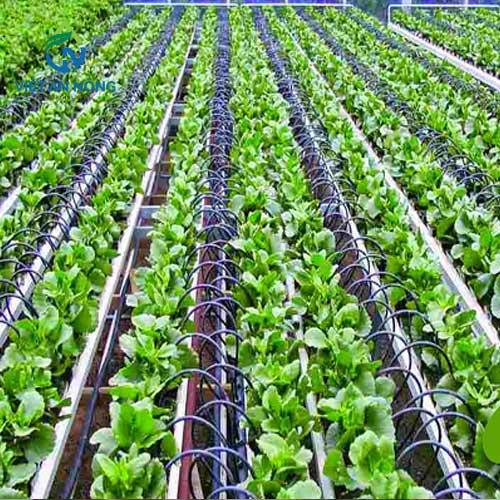 Lắp Đặt Hệ Thống Tưới Nhỏ Giọt Để Nâng Cao Năng Suất Cây Trồng 2 tuoi nho giot 3