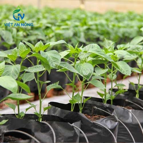 Lắp Đặt Hệ Thống Tưới Nhỏ Giọt Để Nâng Cao Năng Suất Cây Trồng 3 tuoi nho giot 4