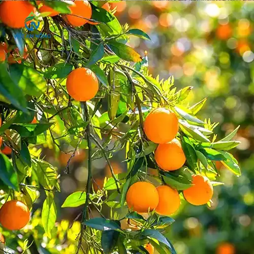 Kỹ thuật tưới cam